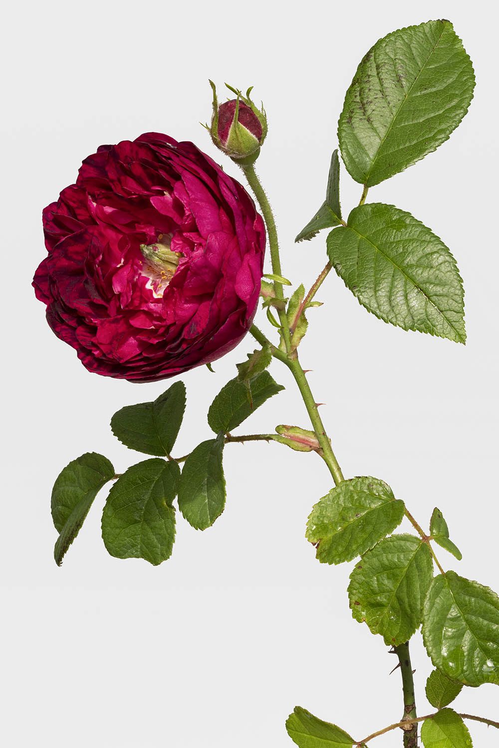 Rosier sauvage, Les Roses Pierre-Joseph Redouté